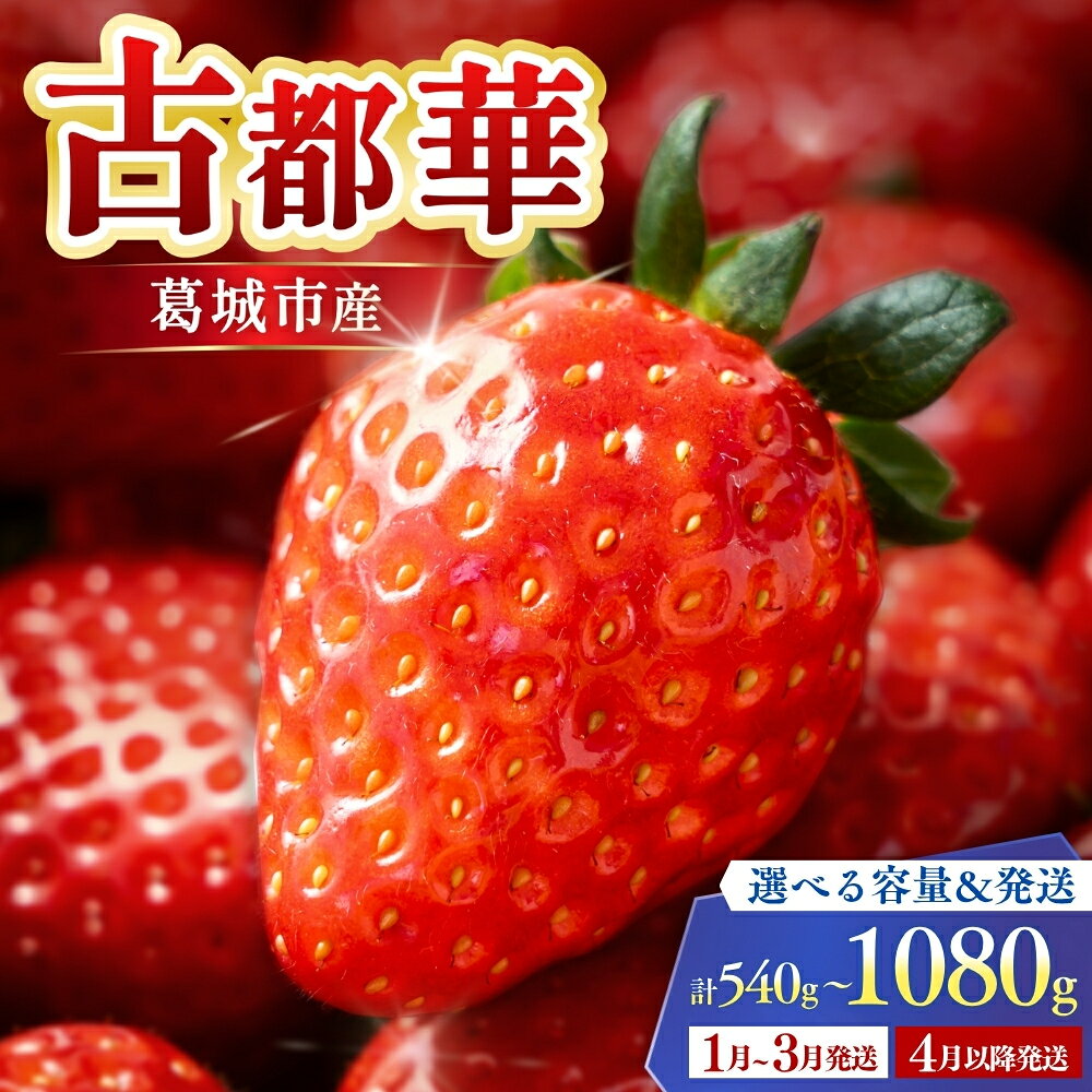 【ふるさと納税】古都華 2パック 270g×2 / いちご 苺 イチゴ ことか ブランドいちご くだもの 選べる容量 選べる発送時期 奈良県産 高糖度 甘い 濃厚 香り 果汁 旬 新鮮 果物 お取り寄せ フルーツ ストロベリー 数量限定 先行予約 冷蔵 産地直送 贈答 ギフト 【ichi0001】