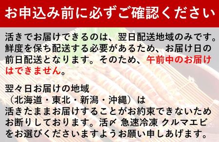 【予約受付中・8月頃より順次発送】活クルマエビ 250g　【活き発送】 ※説明文をご確認ください