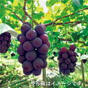 【ふるさと納税】巨峰 約2kg ／ フルーツ 果物 種あり ぶどう ブドウ 数量限定 奈良県 御所市