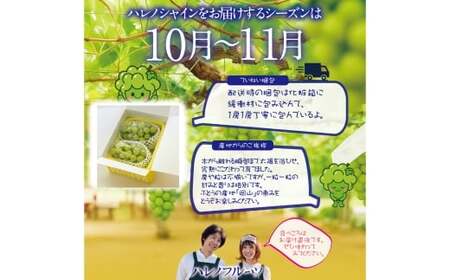 【 先行予約 】 訳あり 木熟ぶどう ハレノシャイン シャインマスカット 2房 約1.2kg マスカット ぶどう ブドウ 葡萄 果物 くだもの フルーツ 【2026年10月上旬～11月上旬発送予定】