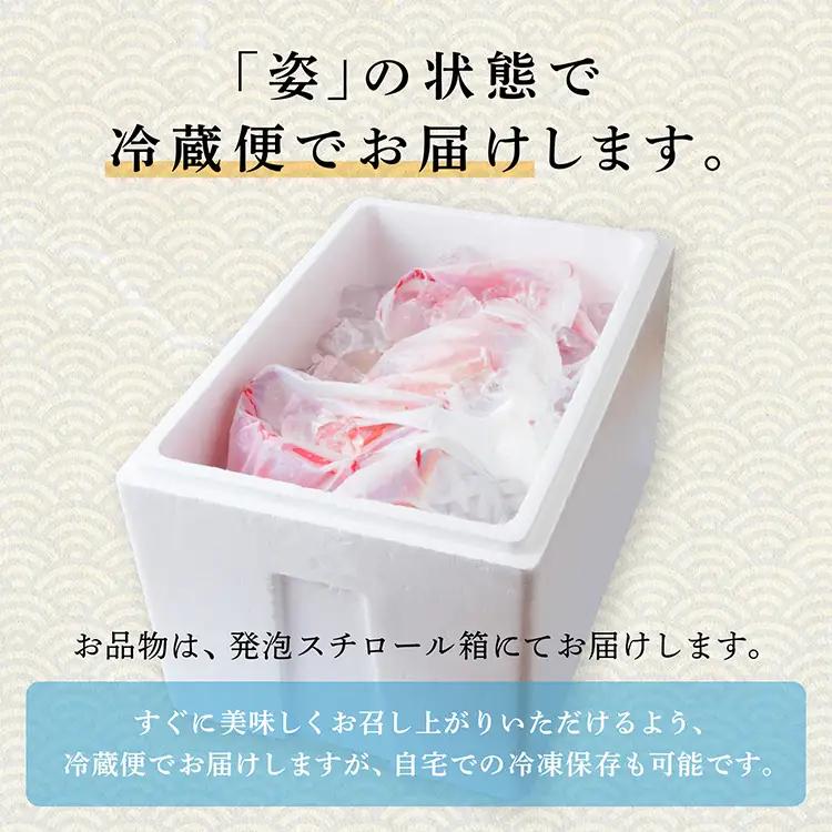 紅ズワイガニ  冷蔵 訳あり 3kg【安田水産】