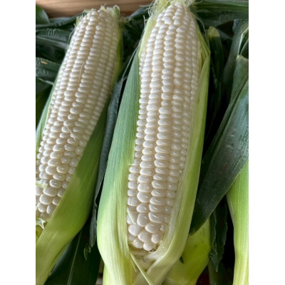 
                  ＜2026年6月～7月順次発送＞とうもろこし ホワイト 訳あり 5kg 朝採り スイートコーン【1713807】
                