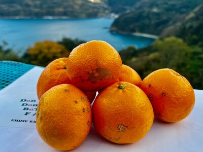 【先行予約】【家庭用】はるみ 約5kg | 柑橘 みかん 果物 フルーツ 愛媛県産 農家直送 　※離島への配送不可　※2026年2月上旬より順次発送予定  IKTAU004