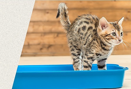 RAGDOLLプレミアムサンド　猫砂　5kg×2袋／5kg×4袋／継ぎ足し用900g　単月配送／定期便2～12か月　【04301-0470・472・473・827～838・874～879】_イメージ4