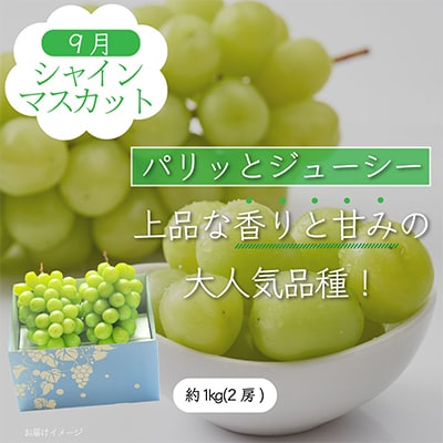 【発送月固定定期便】山梨県産旬のおいしいフルーツ【桃・巨峰・シャインマスカット】定期便 全3回【配送不可地域：離島・沖縄県】
