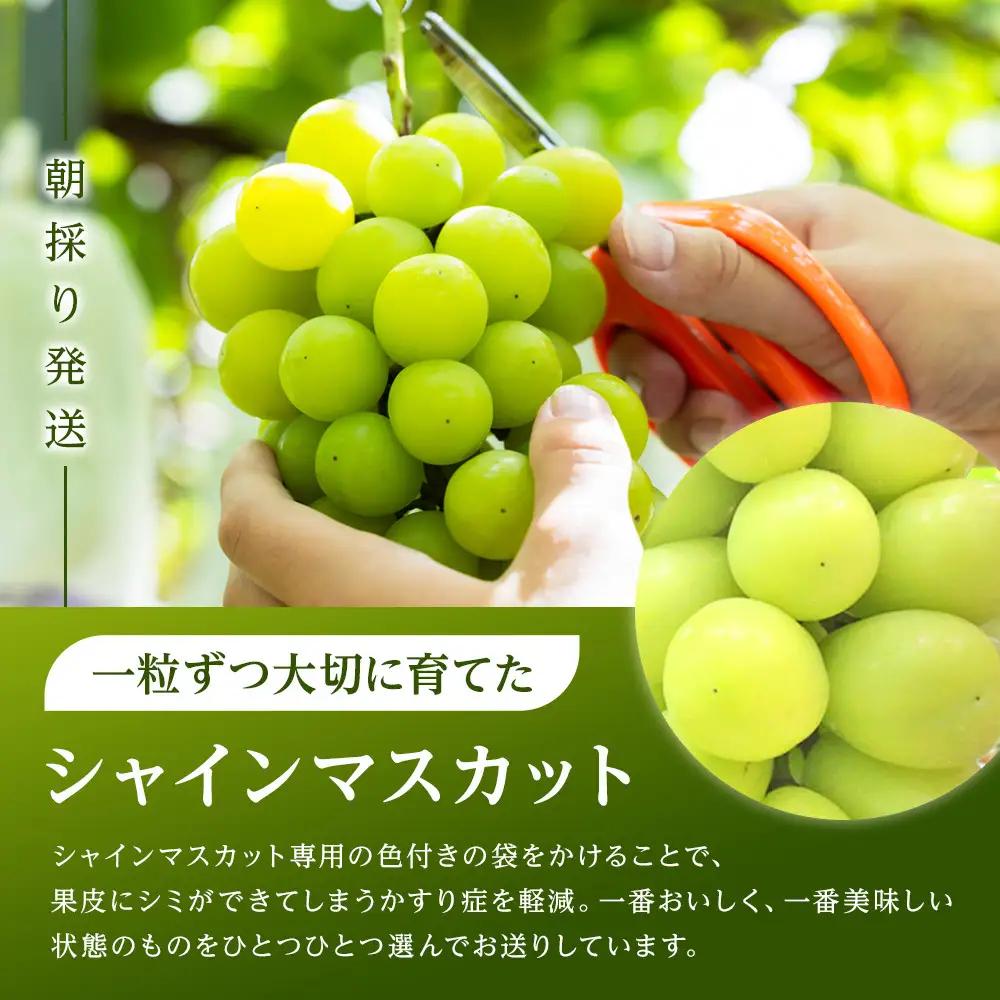 ぶどう 2026年 シャインマスカット 2房（約1.5kg） 葡萄 岡山市 産  フルーツ 果物 ギフト タンポポ農園 | シャインマスカット