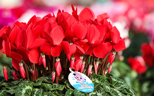 【2026年 先行予約】シクラメン 色おまかせ 6号 | 根本園芸 【53850-011-03】 色：おまかせ シクラメン 6号×1鉢(プラ鉢入り)