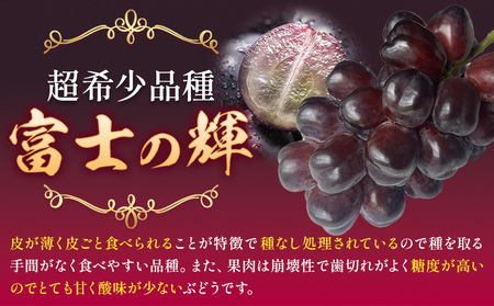 贈答用 富士の輝 1房 約700～900g 葡萄 ブドウ ぶどう 大粒 種なし ブラックシャインマスカット フルーツ 果物 産地直送 新鮮 お取り寄せ ギフト 国産 結城市