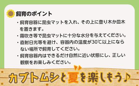 【先行受付☆2024年6月以降お届け】カブトムシ(飼育セット付き) ※限定100セット※_LG-3311_ (都城市) 国産カブトムシ オス 飼育セッ ト夏休み 子ども ゼリー 自由研究 プレゼント