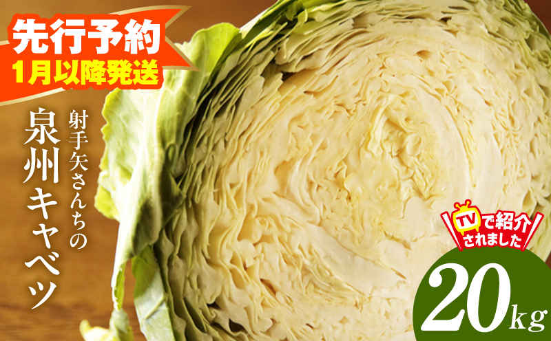 【先行予約】泉州キャベツ 20kg【新鮮 野菜 泉佐野産 やさい 射手矢農園 高評価 数量限定 大阪 泉佐野 大阪府 泉佐野市】
