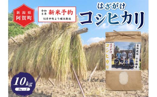 《令和8年産　新米予約》米 10kg (5kg×2袋) 新潟県阿賀町産 コシヒカリ はざかけ 天日干し 令和8年産 精米 10キロ 白米 新潟県産コシヒカリ 新潟県産こしひかり 新潟県産 コシヒカリ こしひかり ごはん ご飯 新潟県 阿賀町