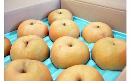 A-31 梨 南水※訳あり品※【8～16玉】約5kg※2025年発送　先行予約分※