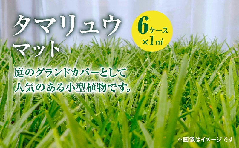 
                  【10月から5月に発送】タマリュウマット　KN177-002
                