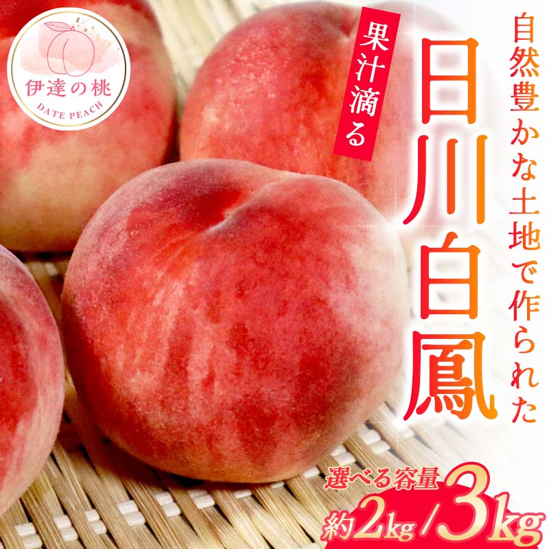 【ふるさと納税】＼選べる容量／【2026年出荷分先行予約】福島県産 日川白鳳 約2kg 約3kg 玉数はおまかせ はこざきフルーツ 伊達の桃 桃 フルーツ 果物 もも モモ momo F21C-432var