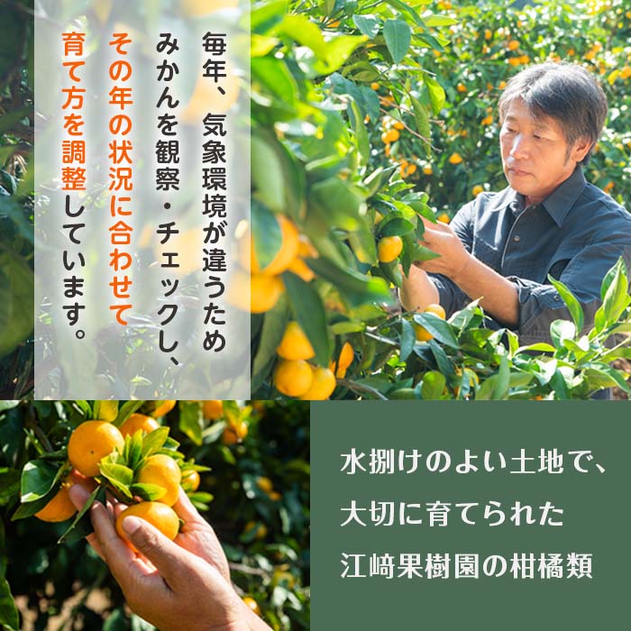 i982-A 温州みかんゼリー・晩柑ピール 贅沢ゼリー 2種セット(計6個) 【江崎果樹園】