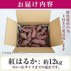 No.560 ＜訳あり・不揃い＞鹿児島県日置市産さつまいも！熟成紅はるか(約11kg) 国産 九州産 サツマイモ さつま芋 訳アリ 紅春香 熟成 芋 焼き芋 やきいも 野菜 スイーツ 常温 常温保存【