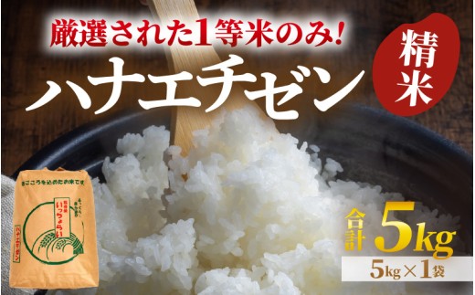 【先行予約】【令和8年産・新米】【一等米】ハナエチゼン 精米 5kg ×1袋《発送直前精米！》  ／ 福井県産 ブランド米 ご飯 白米 お米 コメ 新鮮 大賞 受賞 新米 ※2026年9月上旬以降順次発送予定 [aw012-a034]
