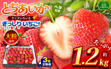 【先行予約】【栃木県共通返礼品】【定期3回】ぎっしり とちあいか 大粒（サイズ不揃い） 約1.2kg | いちご とちあいか ぎっしり サイズ 不揃い 大粒 新鮮 甘い  数量 限定 美味しい 果物 共通返礼品 フルーツ デザート 栃木県 那珂川町 送料無料