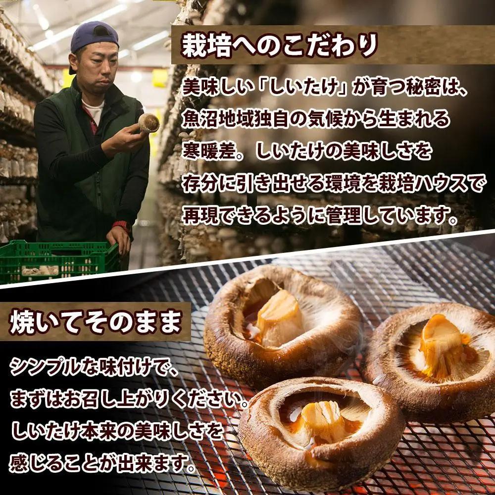 【無地のし】 南魚沼産 八色 しいたけ 1kg シイタケ 椎茸 生しいたけ きのこ キノコ 肉厚 越季 新潟県 南魚沼市