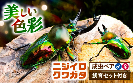 【配送不可地域：北海道・沖縄・離島】ニジイロクワガタ成虫ペア（オスサイズ45mmから60mm）飼育セット付き 愛西市 / 艶麗[AEDD002]