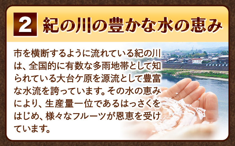見た目は訳あり中身は変わらぬ美味しさ ご家庭用 はっさく 約10kg (サイズ不選別) 早生･晩生指定不可《2027年2月上旬-3月中旬に出荷予定(土日祝除く)》紀の川市 八朔 柑橘 果物 フルーツ 