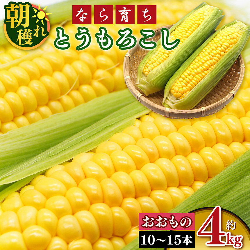 【ふるさと納税】【なら育ち 益田農園】鮮度 命 ！ 朝 採れ ！ 当日 出荷 ！ とうもろこし 約 4kg ( 10本 ～ 15本 ）| 品種 おおもの 高糖度 朝どれ 朝穫れ 野菜 やさい ヤサイ ベジタブル コーン 黄色 鮮度 良 ポタージュ スープ 奈良県 五條市