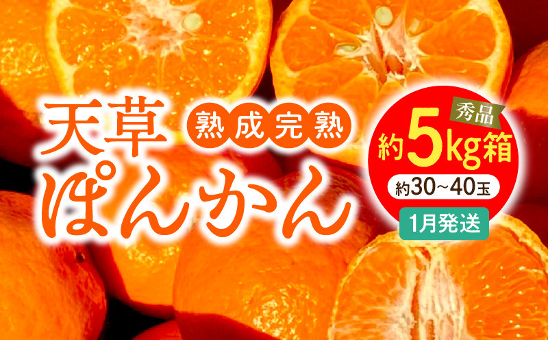 
S117-005_香りを食す！熟成完熟天草ぽんかん 1月発送 約5kg箱 秀品
