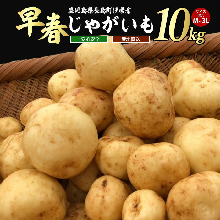 【ふるさと納税】【先行予約】＜数量・期間限定＞伊唐産早春じゃがいも(10kg)鹿児島県産 長島町 国産 九州産 ばれいしょ ジャガイモ 芋 いも ジャガバター ポテト サラダ 野菜 旬 赤土【旬感foods】horino-868