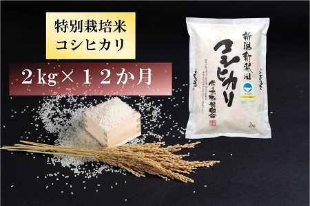 【定期便】 令和6年産 特別栽培米コシヒカリ 2㎏×12か月　【 新潟県 新潟産 新発田産 米 コシヒカリ 佐々木耕起組合 2kg 12ヵ月 定期便 特別栽培米D20_001  】 