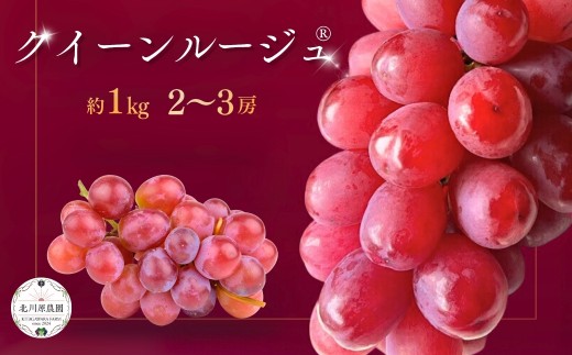 【2026年先行予約】クイーンルージュ® 約1kg (2 ~ 3房) (長野県オリジナル品種)  種なしぶどう | 葡萄 グレープ 果物 フルーツ 1キロ 信州ぶどう 信州葡萄 産地直送 種無し 皮ごと食べれる 赤ぶどう お取り寄せ 信州 長野 千曲市