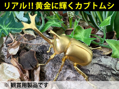 【置物】純金 ゴールド 24金 兜虫(カブトムシ) ALPBK036 | 純金