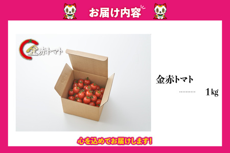 トマト好きが、恋をする。　1kg　金赤トマトミニ 野菜 新鮮野菜 夏野菜 旬野菜 生野菜 ミニトマト プチトマト フルーツ トマト 国産 味が濃い 濃厚 高糖度 甘い ビタミンC リコピン お弁当 サ