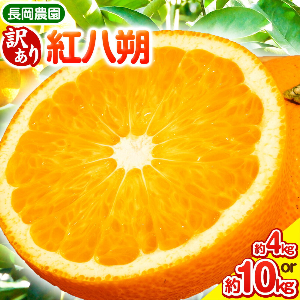 【ふるさと納税】【訳あり】紅八朔 選べる 約4kg 約10kg 長岡農園《3月下旬-5月中旬頃出荷》 和歌山県 日高川町 紅八朔 八朔 はっさく