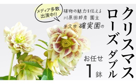 
                  《 先行予約 》 【 確実園 オリジナル 】 クリスマスローズ ダブル（ おまかせ 1点 ） ガーデニング 花 はな フラワー 鉢 鉢植え
                