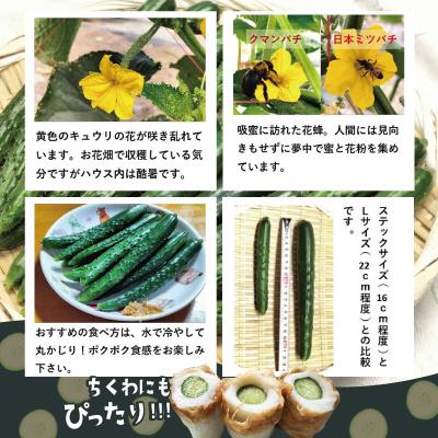 ふるさと納税 大館市 ステックキュウリ ポクポク柔らか!めんこい!約40本 |  | 02