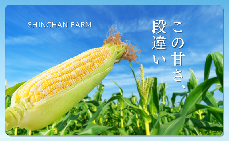 とうもろこし 先行予約 森のとうもろこし 9～11本 甘々娘 甘太郎 産地直送 野菜 夏野菜 夏 2027年