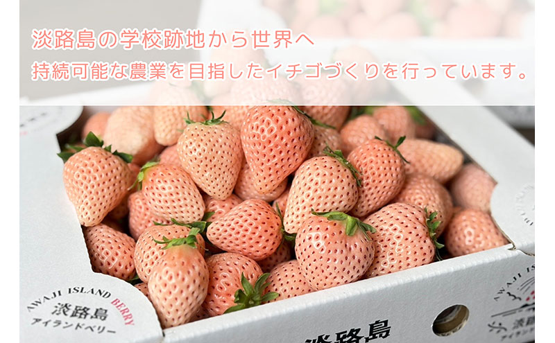 [先行受付] 完熟をお届け◎淡路島産旬の採れたてフルーツ！【紅×白いちご】食べ比べ生果実500gセット 兵庫県 洲本市 淡路島