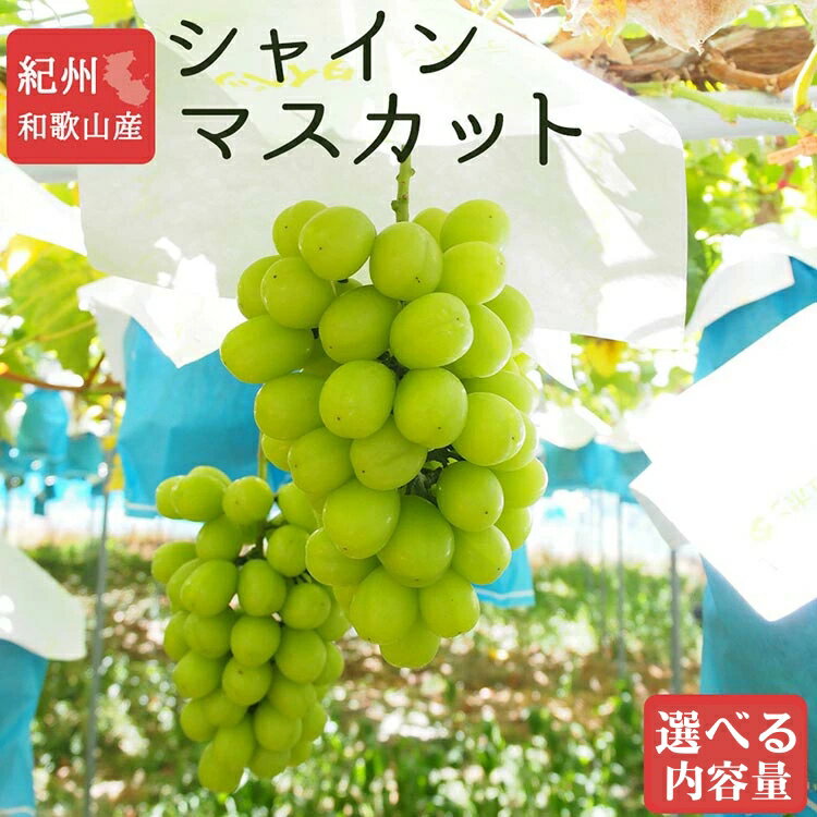 【ふるさと納税】紀州和歌山産 シャインマスカット 選べる内容量 ｜ 果物 フルーツ マスカット 葡萄 ぶどう 和歌山 美浜町 国産 ※離島への配送不可 ※2026年8月中旬頃〜2026年9月上旬頃に順次発送予定