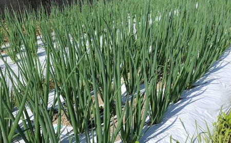 【6か月定期便】生産農家直送 京野菜・九条ねぎ1kg〈ねぎ 野菜 京都