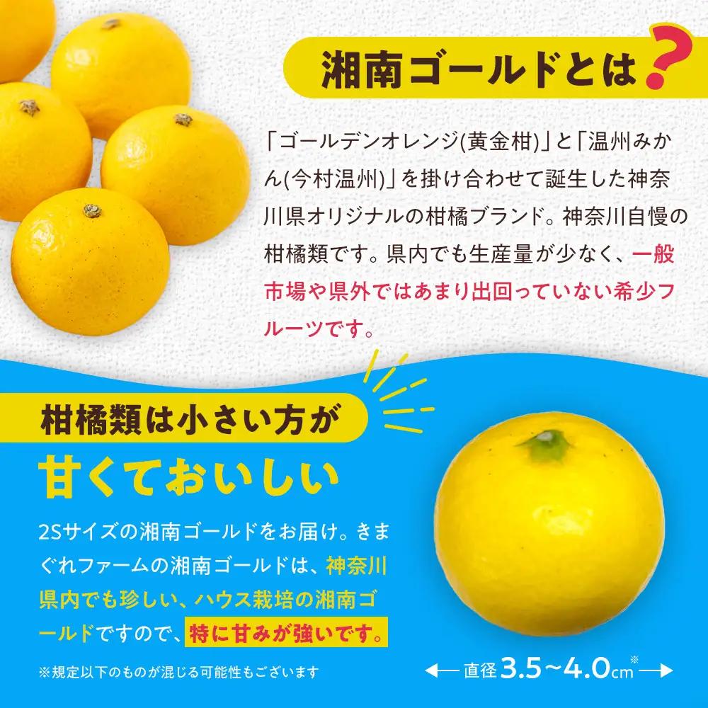 【希少フルーツ】甘ウマ☆小玉・湘南ゴールド(2Sサイズ)　2kg　2027年2月下旬～3月中旬頃発送予定 | 湯河原町 小玉 2Sサイズ 2kg 種なし 柑橘類 地域特産品