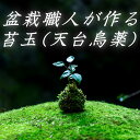 【ふるさと納税】盆栽職人が作る苔玉(天台烏薬) / ギフト 徐福 伝説 自然 天然 新宮