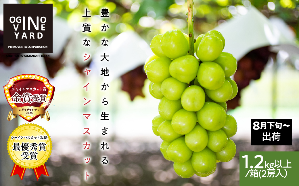 【2026年先行予約_8月下旬～発送】山梨県産シャインマスカット 1.2kg以上／箱　2房入 ALPAK005