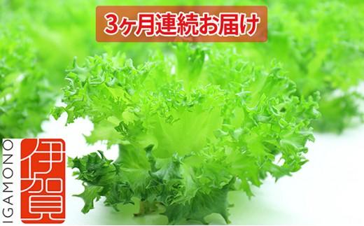 Leaf Mie（完全人工光型植物工場レタス）約80g×25個　3ヶ月連続お届け CP002