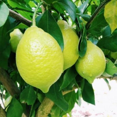 ふるさと納税 すさみ町 有田産の安心国産レモン約3kg(サイズ混合) (すさみ町) |  | 01