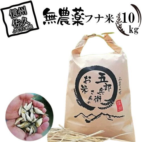 
            【令和7年産・白米10kg（農薬不使用米）】フナで育てた「五郎兵衛さんのお米」＜2025年10月初旬以降順次配送＞ 長野県 信州 先行予約 新米 こしひかり【五郎兵衛米 新米 米 コメ 白米 精米 お米 こめ おこめ 備蓄品 仕送り おすそ分け 備蓄米 コシヒカリ こしひかり 長野県 佐久市 】
          