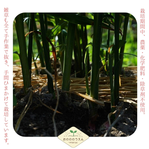 【2026年発送分予約】京都府産　新生姜 4kg 栽培期間中 農薬 化学肥料 除草剤不使用 生姜 しょうが 酢漬け 薬味 野菜 紅茶 ガリ チューハイ 健康 国産 おつまみ myz11 myz20