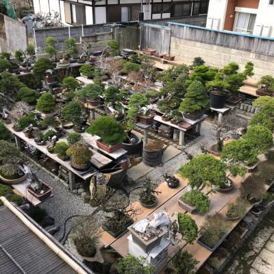 ふるさと納税 韮崎市 受賞歴多数の盆栽芸術家『秋山実』と選ぶ 盆栽購入チケット 60,000円分　【ふるさと納税限定】 |  | 02