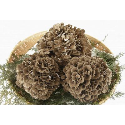 ふるさと納税 吉岡町 【のし付き】まいたけ粉末(30g×3袋) |  | 03