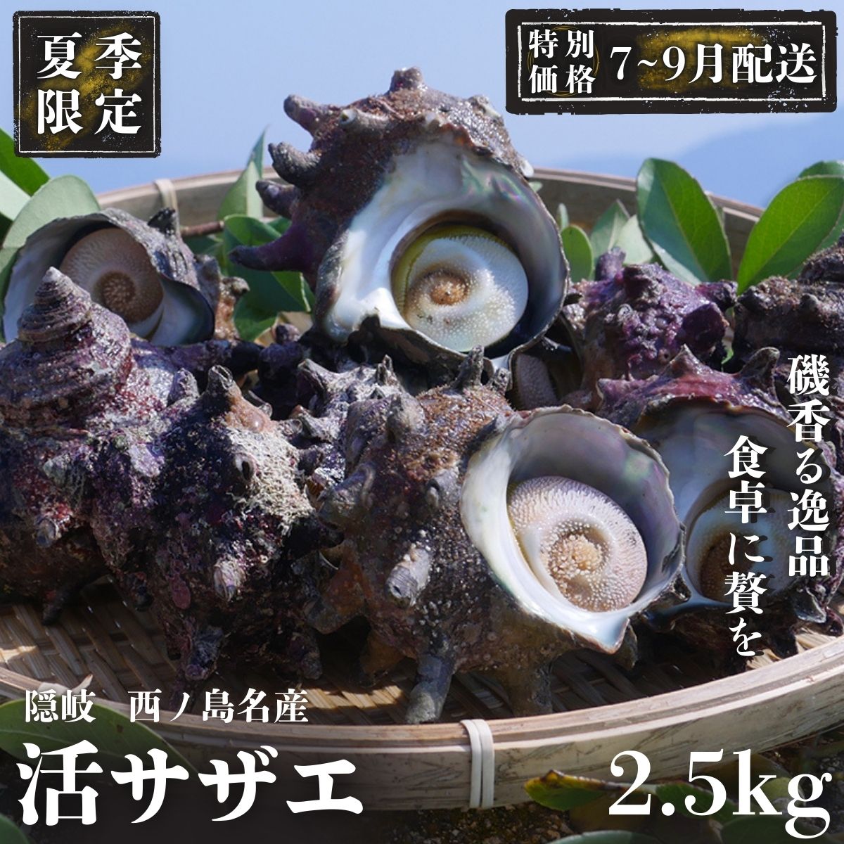 【ふるさと納税】【限定価格！7～9月配送希望の方！】コリ旨！獲れたて鮮度抜群 島獲れ活サザエ2.5kg満足セット - 磯の香りと海の恵みを食卓へ 冷蔵便 サザエ 栄螺 貝 海鮮 BBQ さざえご飯 壺焼き 刺身 バーベキュー ギフト お中元 御中元　島サザエ　新鮮 天然