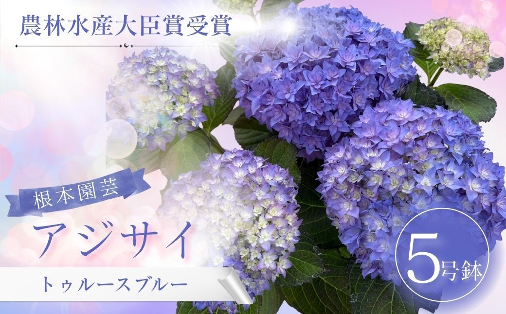 
                  【先行予約】アジサイ トゥルースブルー 5号鉢 | 花 お花 あじさい 紫陽花 ブルー 青 5号 花ギフト フラワーギフト 鉢植え ギフト プレゼント 根本園芸  アジサイ あじさい 紫陽花
                